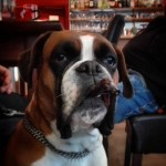 Kajenje prepovedano pippathedog germanboxer