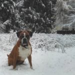 e zverina je slabe volje    pippathedog germanboxerhellip