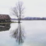 Movara    tbt floodsigslovenia ljubljanskobarje swamp