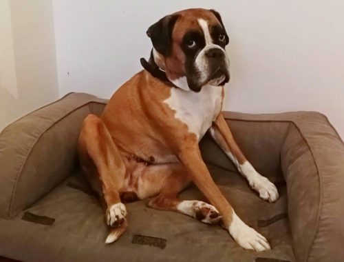 Pippa
