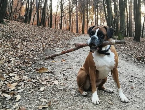 Pippa pod Rožnikom